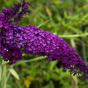 Buddleia