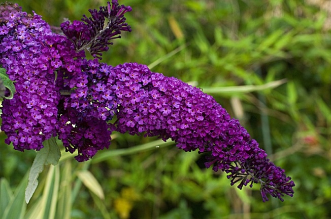 Buddleia