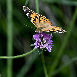 Biosphoto-A.Agelet-belle-dame