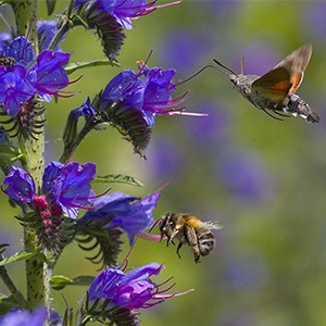 Biosphoto-A.Simon-viperine