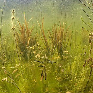 Biosphoto-B.GueÃÅnard-mare