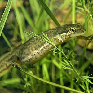 Biosphoto-B.GueÃÅnard-triton