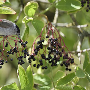 Biosphoto-C.Balcaen-sureau