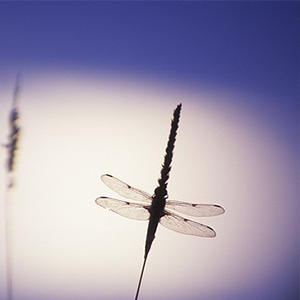 Biosphoto-F.Cardinaux-libellule