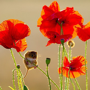 Biosphoto-F.Desmette-coquelicot