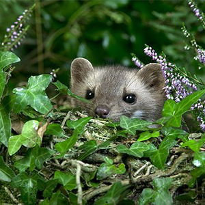 Biosphoto-G.Lacz-fouine