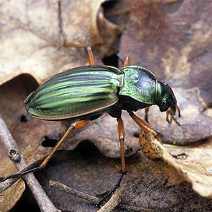 Biosphoto-JC.Malausa-carabe