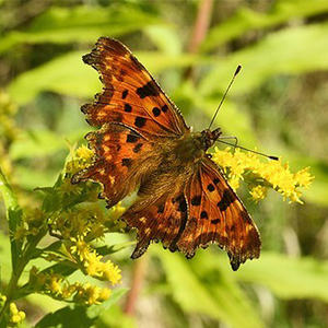 Biosphoto-M.Berger-robert-le-diable