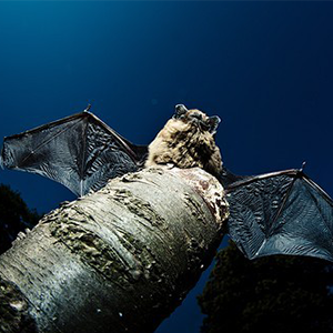 Biosphoto-M.Chesneau-chauve-souris