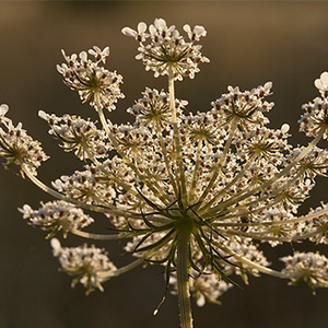 Biosphoto-M.Gunther-carotte