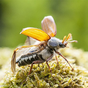 Biosphoto-M.Pihet-hanneton