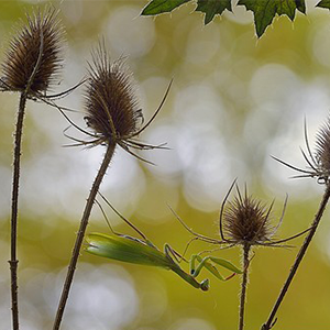 Biosphoto-M.Poinsignon-mante