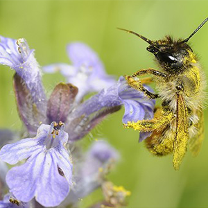 Biosphoto-M.Rauch-abeille