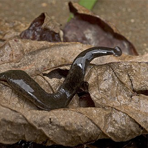 Biosphoto-P.Naskrecki-ver-plat