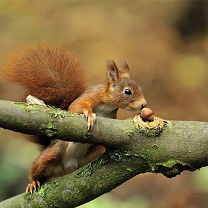 Biosphoto-P.Vernay-ecureuil