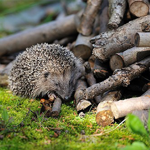 Biosphoto-R.Henno-tas-de-bois