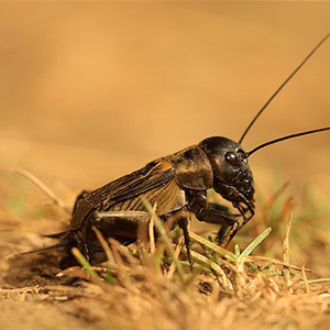 Biosphoto-S.Dhier-grillon