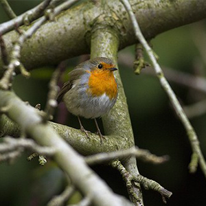 Quelle est la nourriture préférée d'un rouge-gorge en hiver ? Astuces pour  bien les accueillir dans le jardin