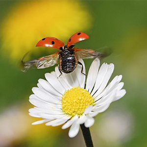 Les coccinelles (Coccinellidae) - le jardin des oiseaux