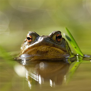 Biosphoto-S.Vitzthum-crapaud