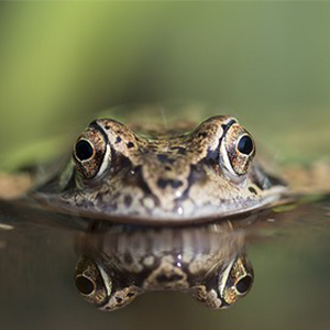 Biosphoto-S.Vitzthum-grenouille