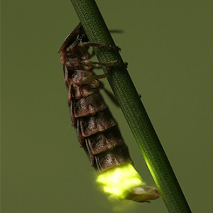 Biosphoto-Stoelwinder-ver-luisant