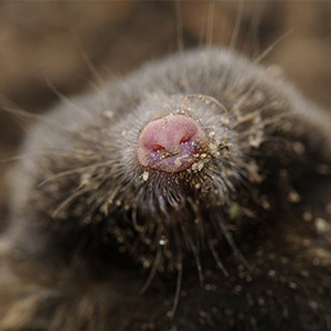 Biosphoto-T.V.Baelinghem-taupe