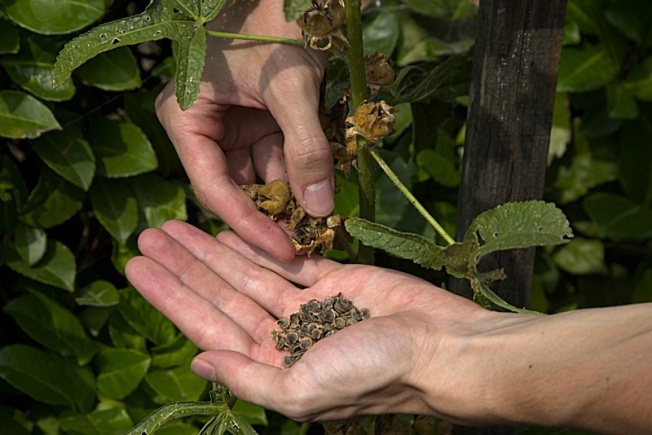 Récolter des graines pour votre prairie fleurie