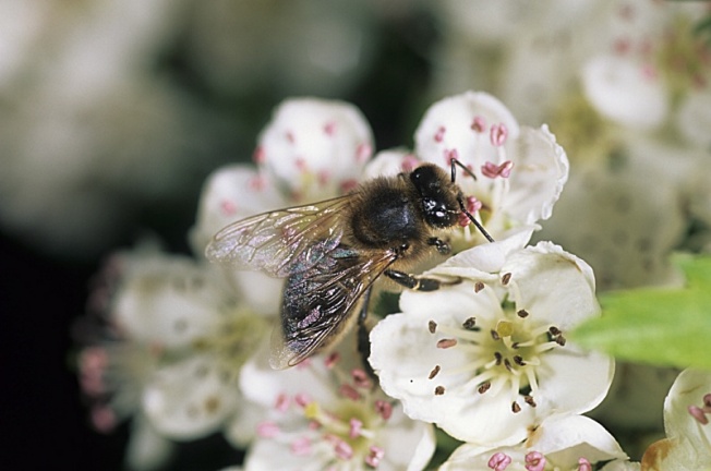 pq plantes locates