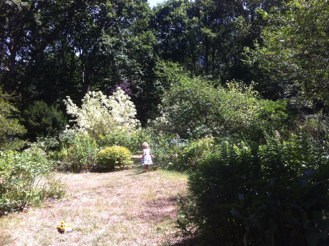 une clairière dans la forêt