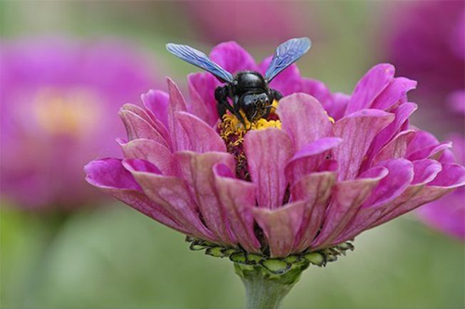 abeille charpentiere