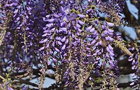 glycine