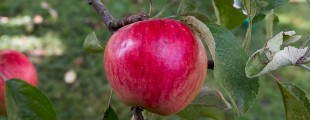 © Akane-pomme / Wikipédia