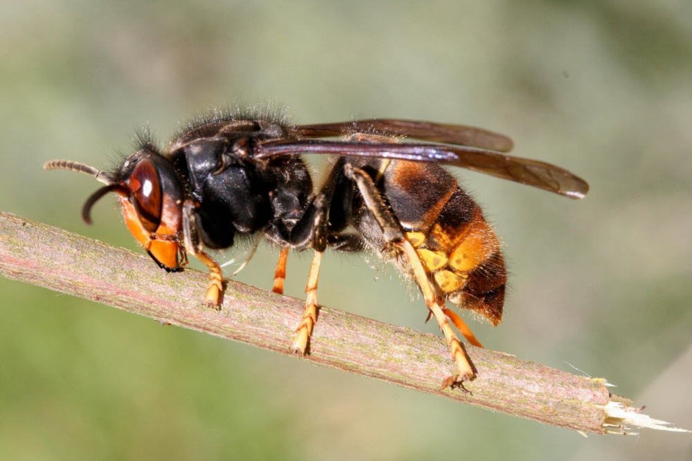 Paris, FRANCE: Recent photo of an Asian predatory wasp (vespa velutina), a predator of honey bee hives, which has installed itself in several southrn regions of France AFP PHOTO JEAN HAXAIRE (Photo credit should read JEAN HAXAIRE/AFP/Getty Images)