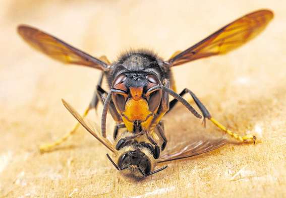 frelon-abeille-predateur