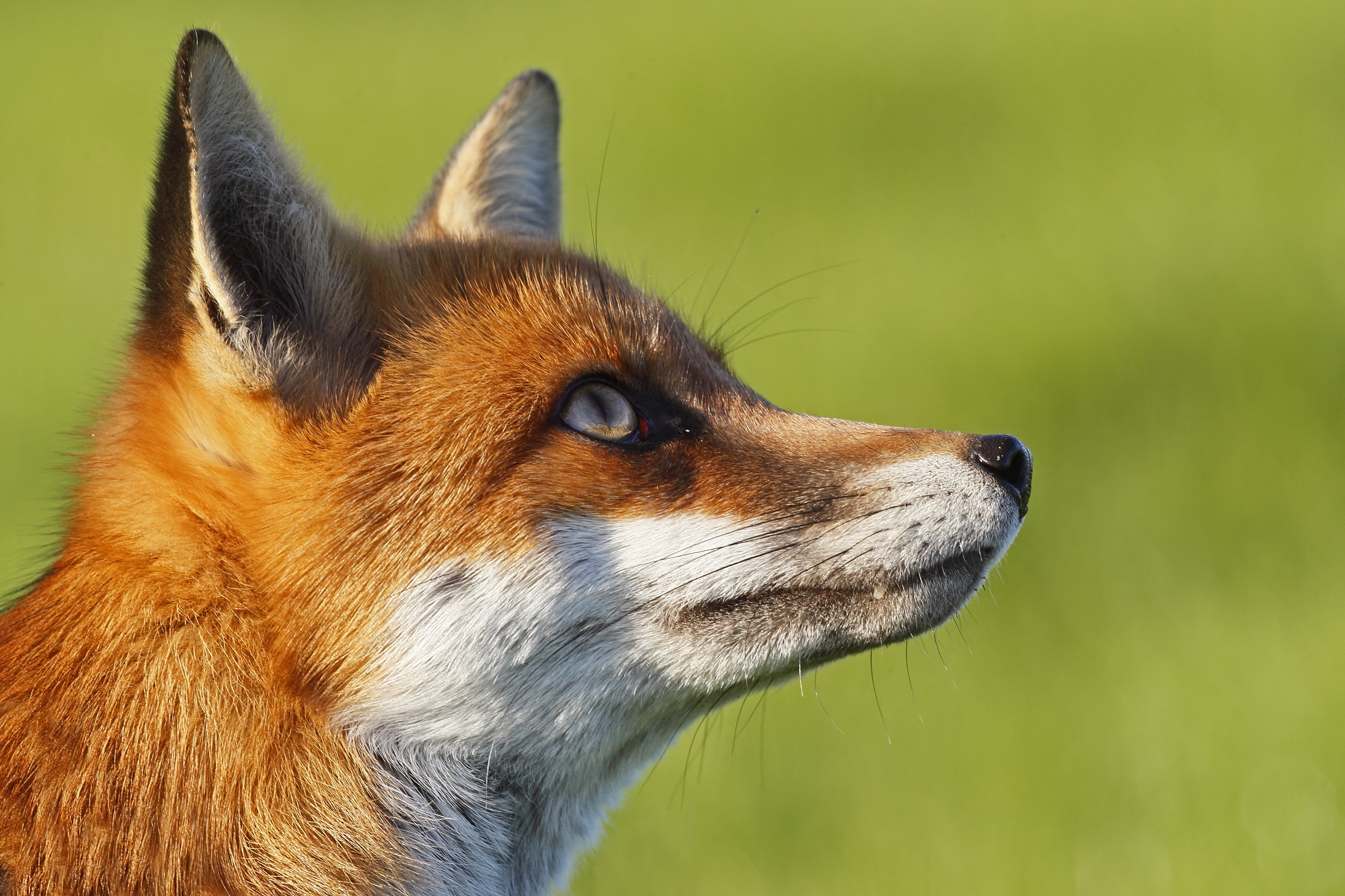 Le renard roux  Les Jardins de Noé