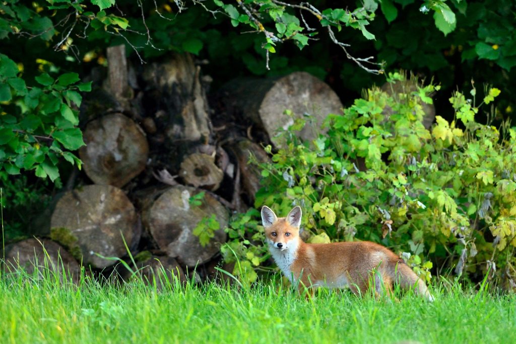 Le renard roux Les Jardins de Noé