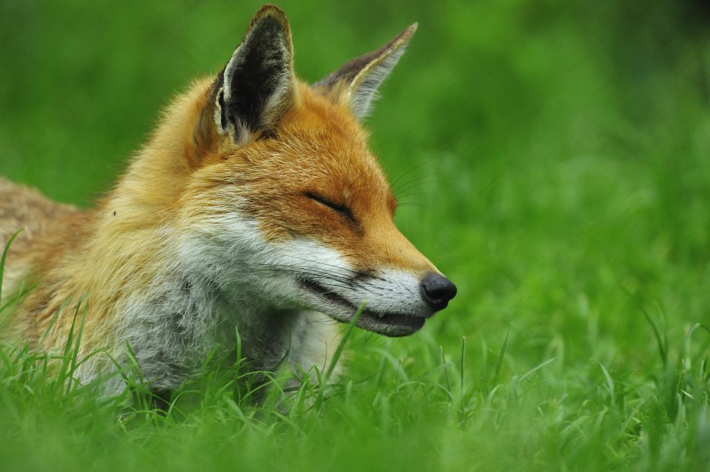 Le renard roux Les Jardins de Noé
