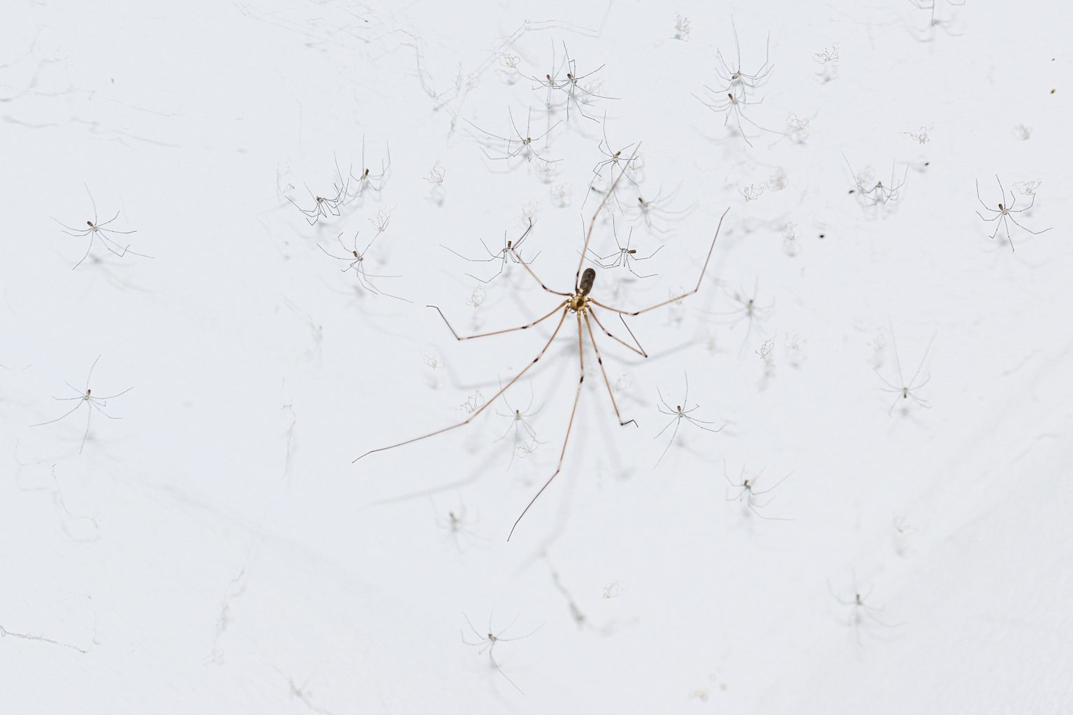 Les araignées de nos maisons, qui sontelles vraiment ? Les Jardins de Noé