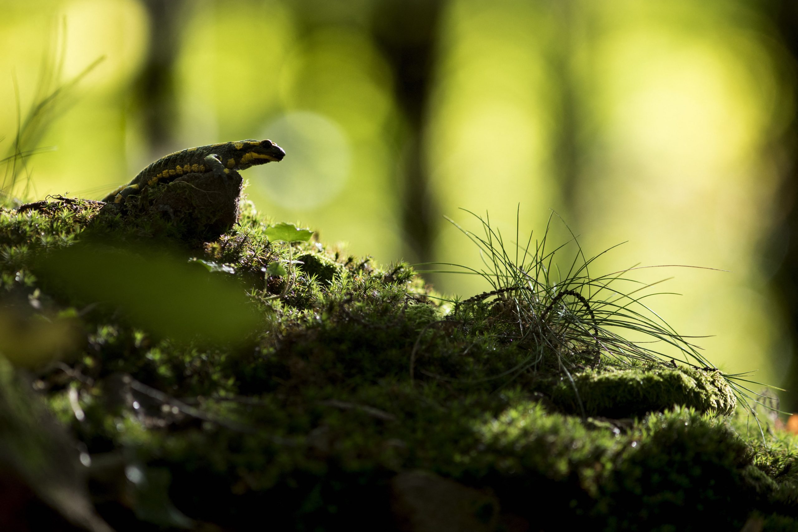 La salamandre tachetée : une vie, neuf prodiges pour un animal hors du  commun - La Salamandre