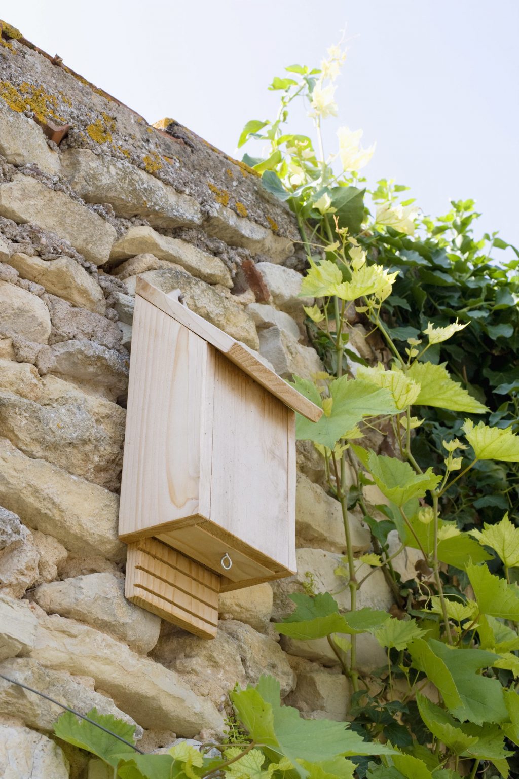 Aménager sa maison pour les chauvessouris Les Jardins de Noé