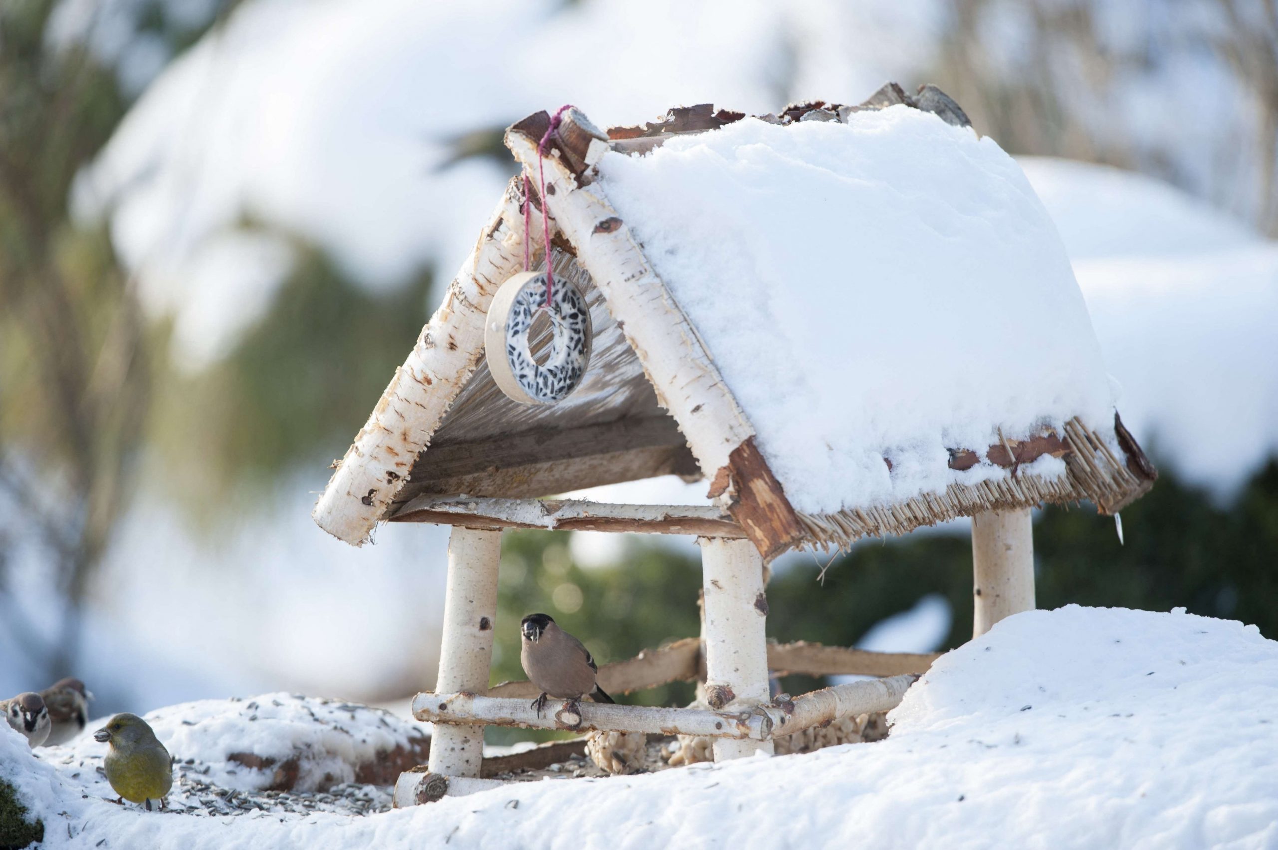 Nourrir les oiseaux l'hiver : bonne ou mauvaise idée?, Blogue