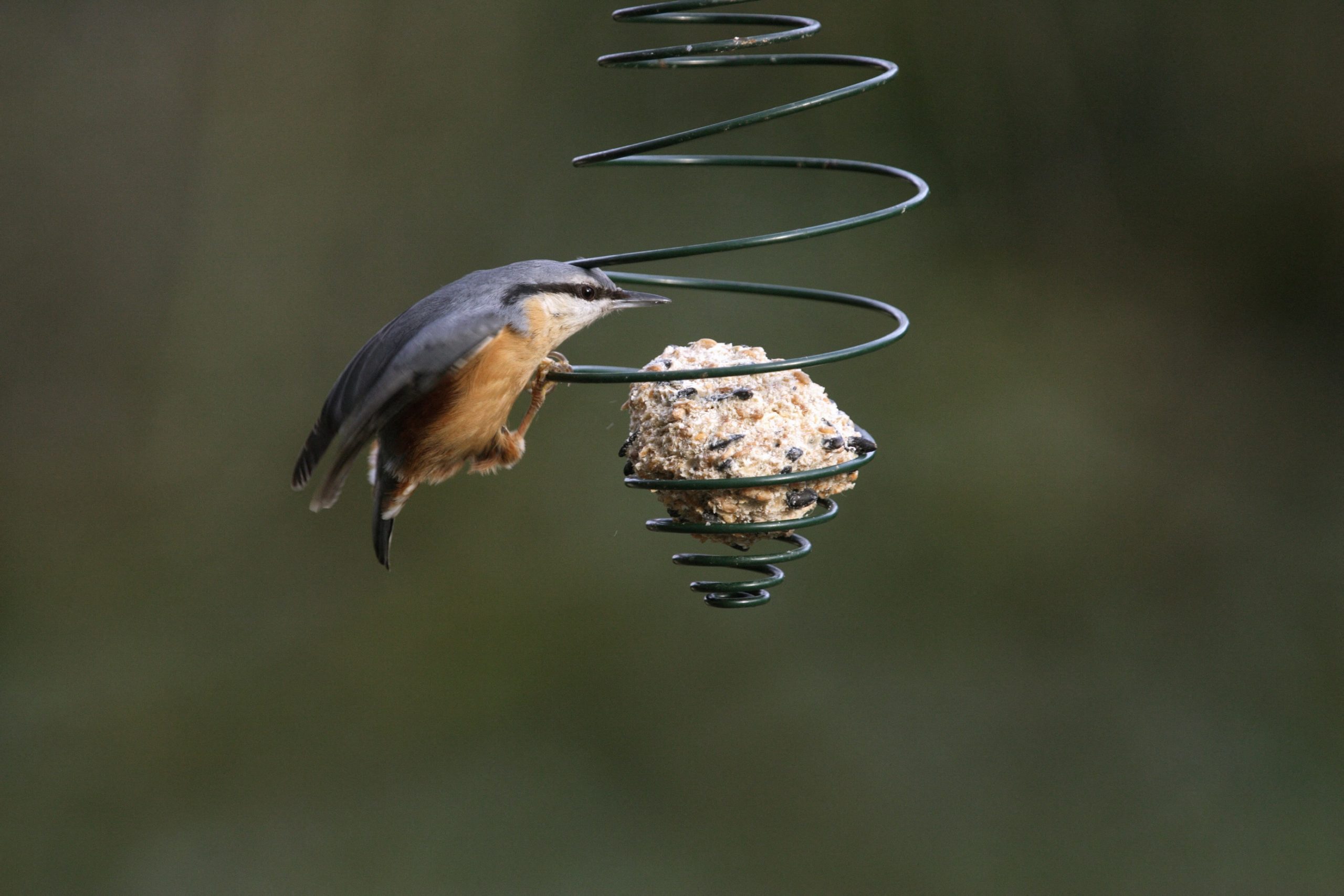 Nourrir les oiseaux en hiver : comment fabriquer des boules de graisse