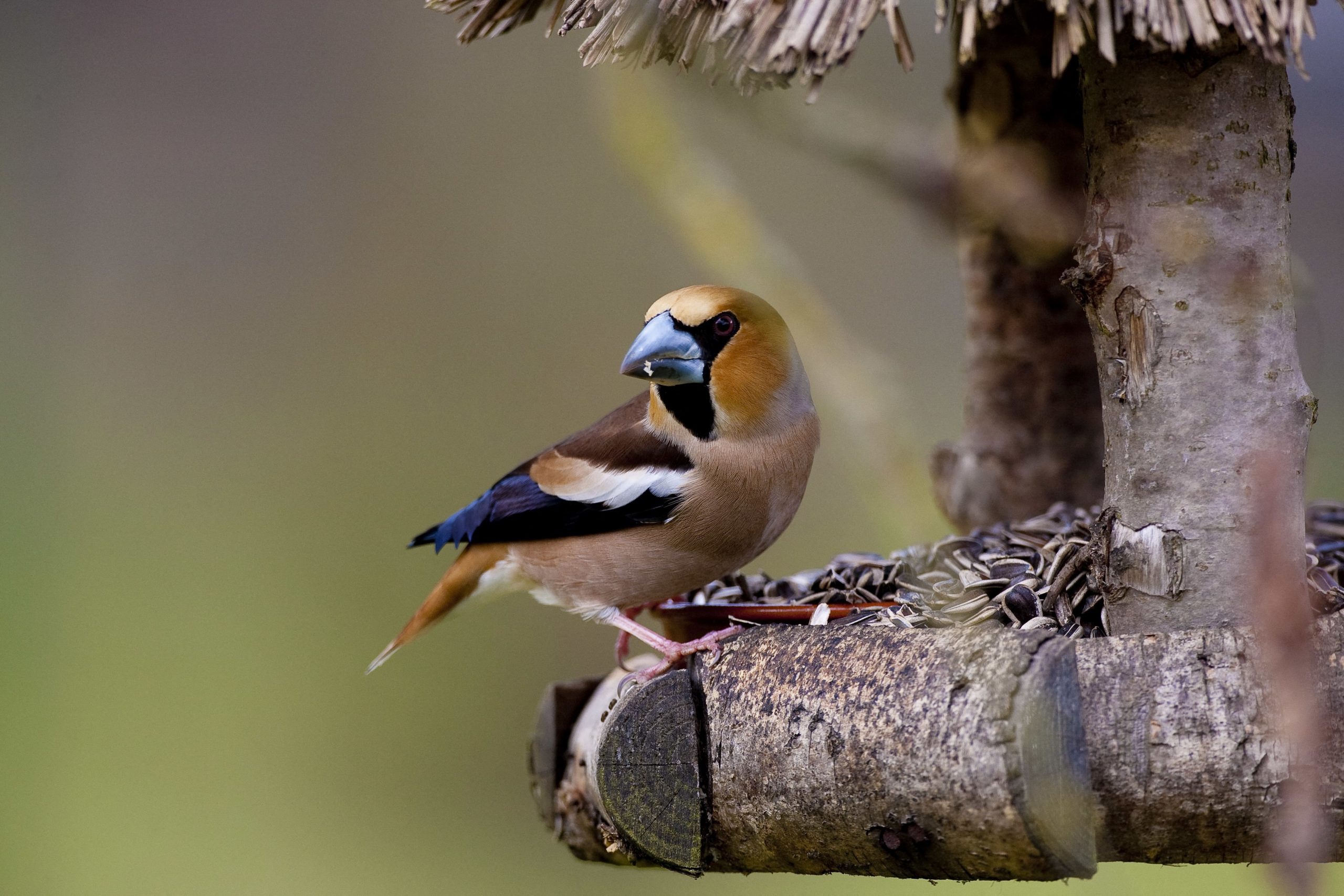 Mangeoire pour oiseaux - Jardin et Saisons