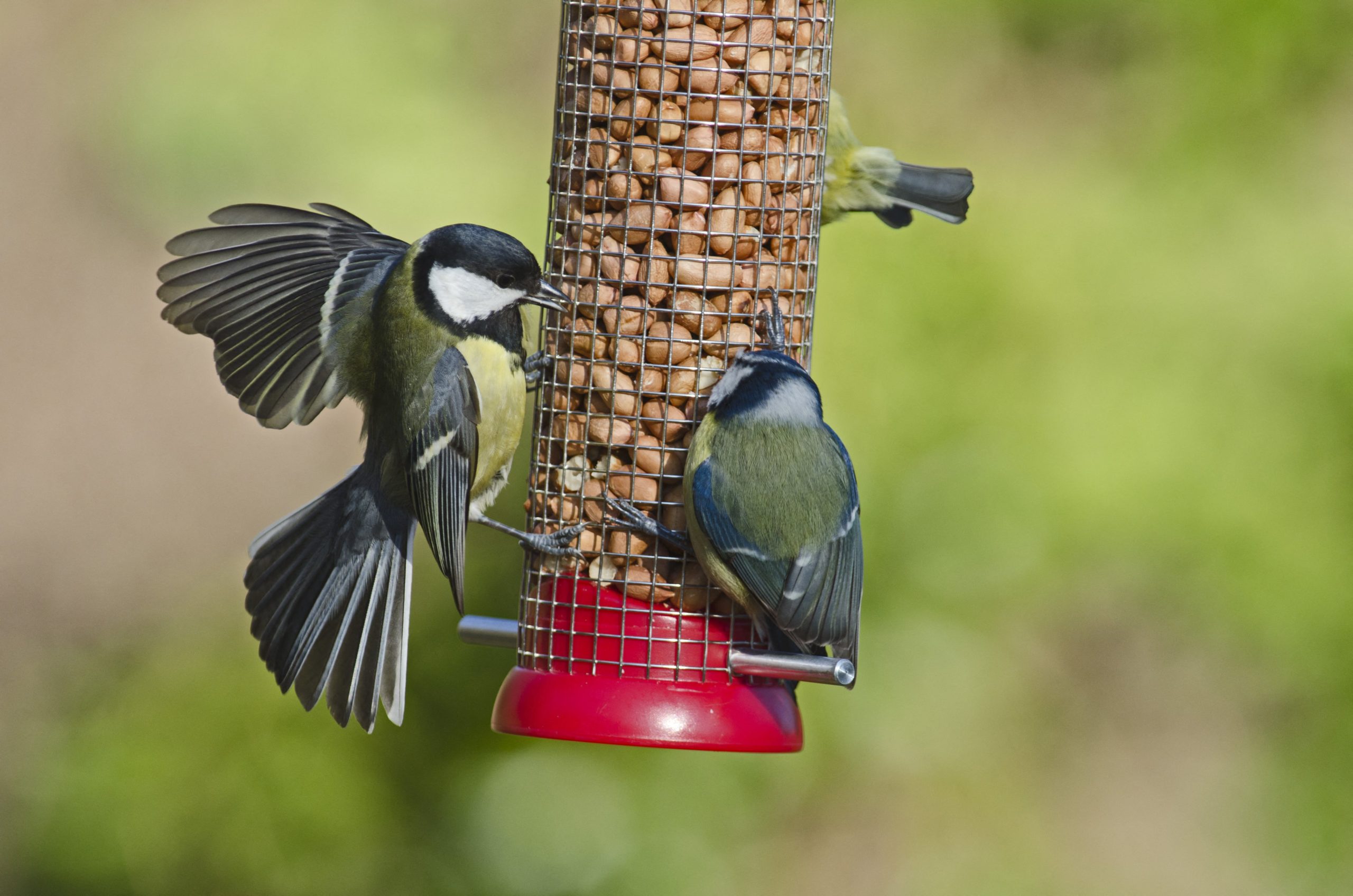Alimentation et pâtée pour vos oiseaux du jardin