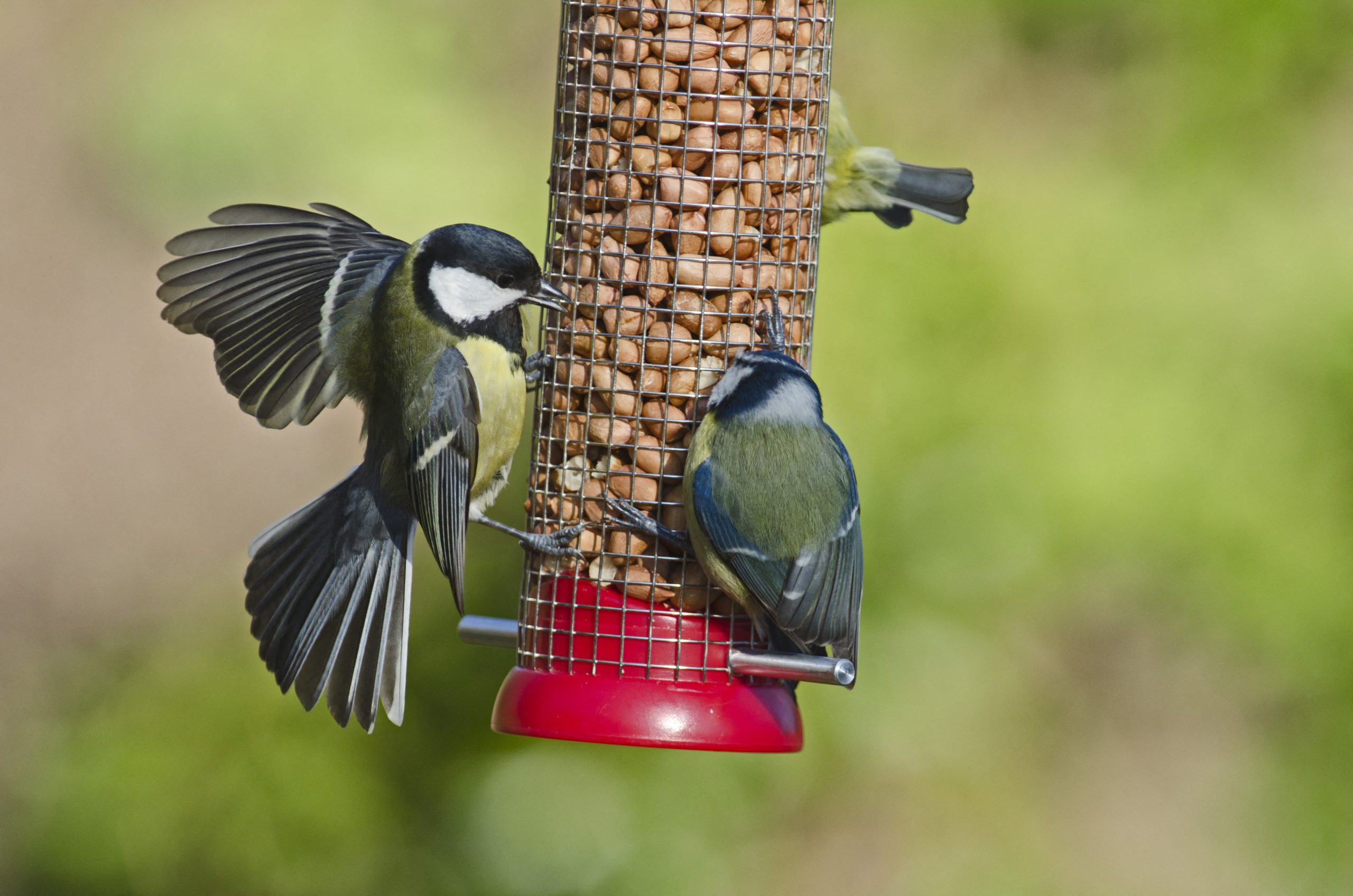 Fabriquer une mangeoire pour les oiseaux du jardin