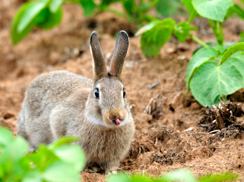 Lapin de garenne - LPO (Ligue pour la Protection des Oiseaux