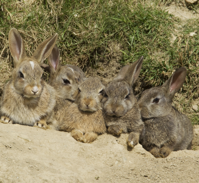 Lapin de garenne : tout ce qu'il faut savoir