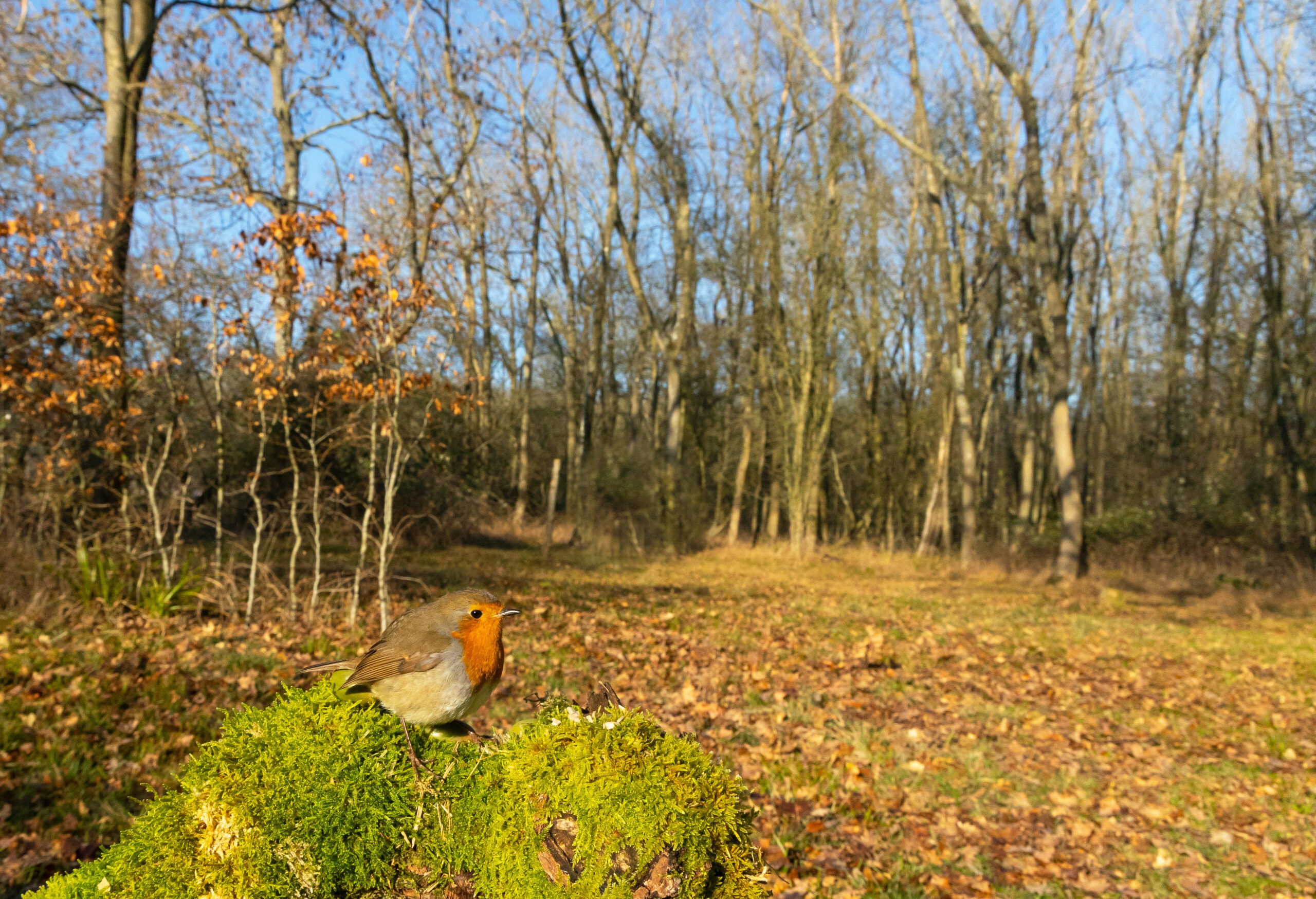 Le rougegorge familier - Jardins de Noé