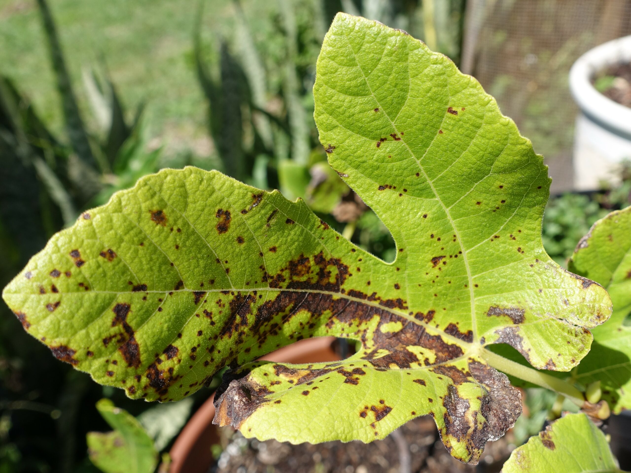 Rouille du figuier provoquée par un champignon - Scot Neslon / Flickr